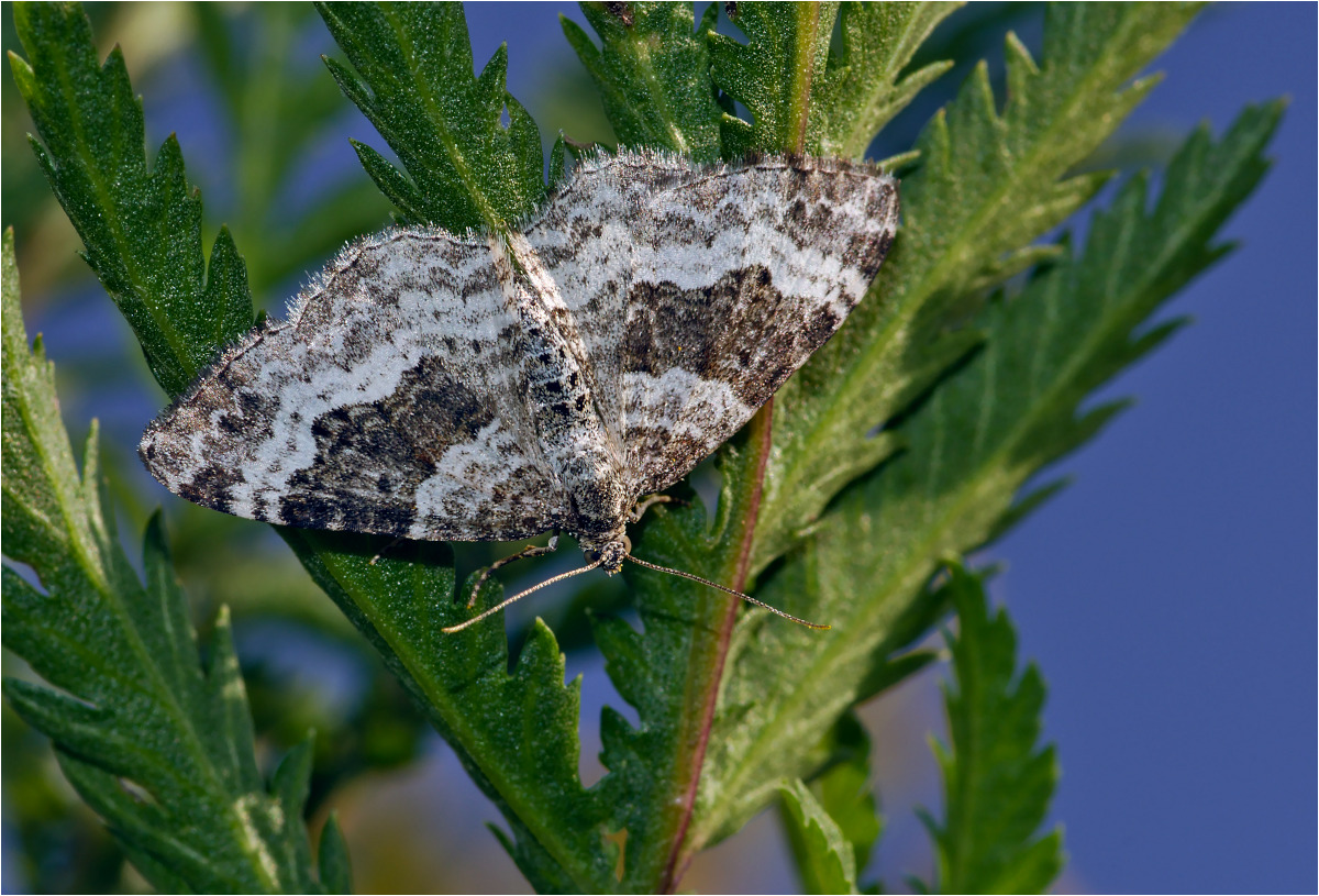 Graubinden-Labkrautspanner (Epirrhoe alternata) 