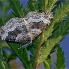 Graubinden-Labkrautspanner (Epirrhoe alternata) 