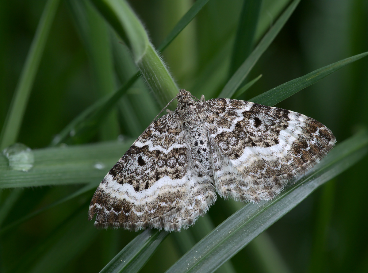 Graubinden-Labkrautspanner (Epirrhoe alternata)