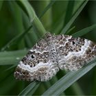 Graubinden-Labkrautspanner (Epirrhoe alternata)