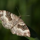 Graubinden-Labkrautspanner ( Epirrhoe alternata )