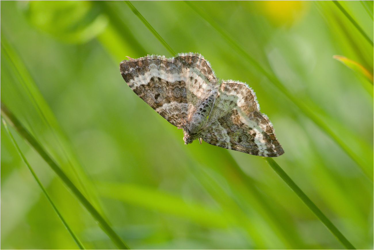 Graubinden-Labkrautspanner (Epirrhoe alternata)