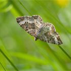 Graubinden-Labkrautspanner (Epirrhoe alternata)