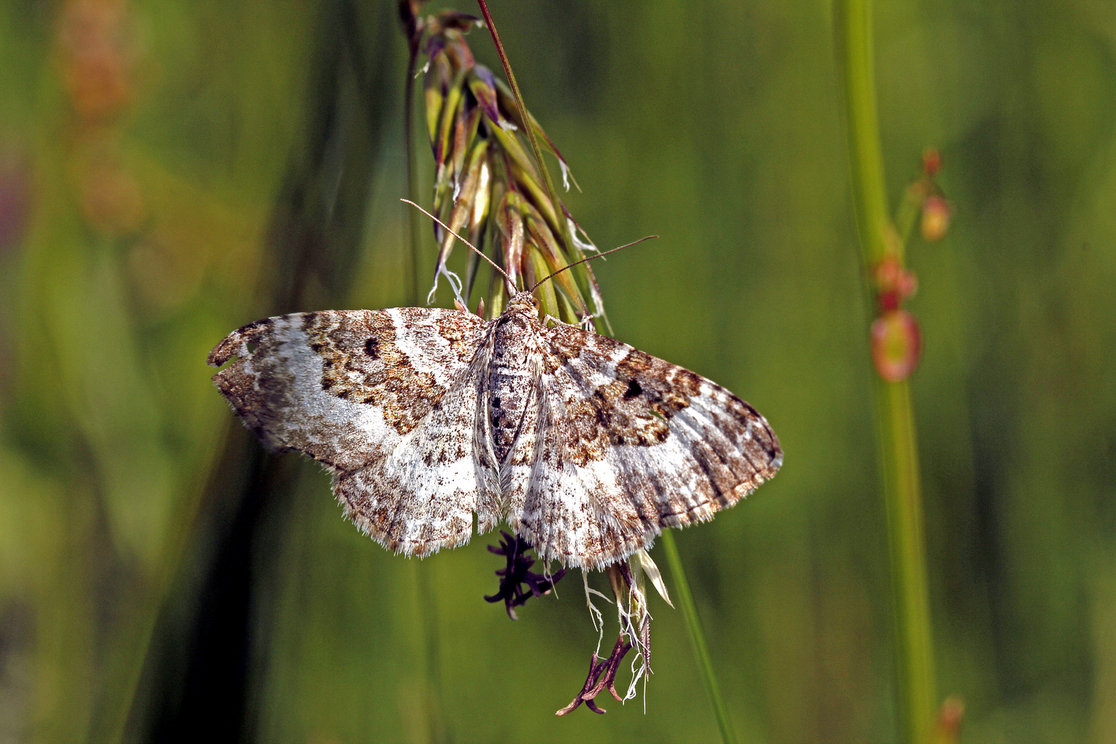 Graubinden-Labkrautspanner (Epirrhoe alternata)