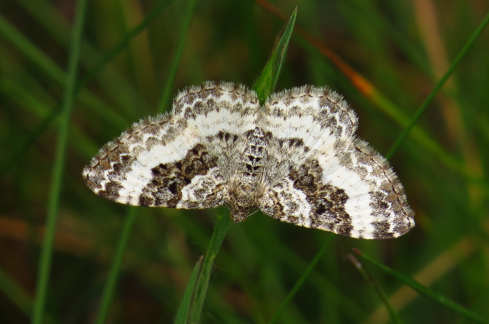 Graubinden-Labkrautspanner, Epirrhoe alternata, common carpet