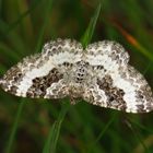 Graubinden-Labkrautspanner, Epirrhoe alternata, common carpet