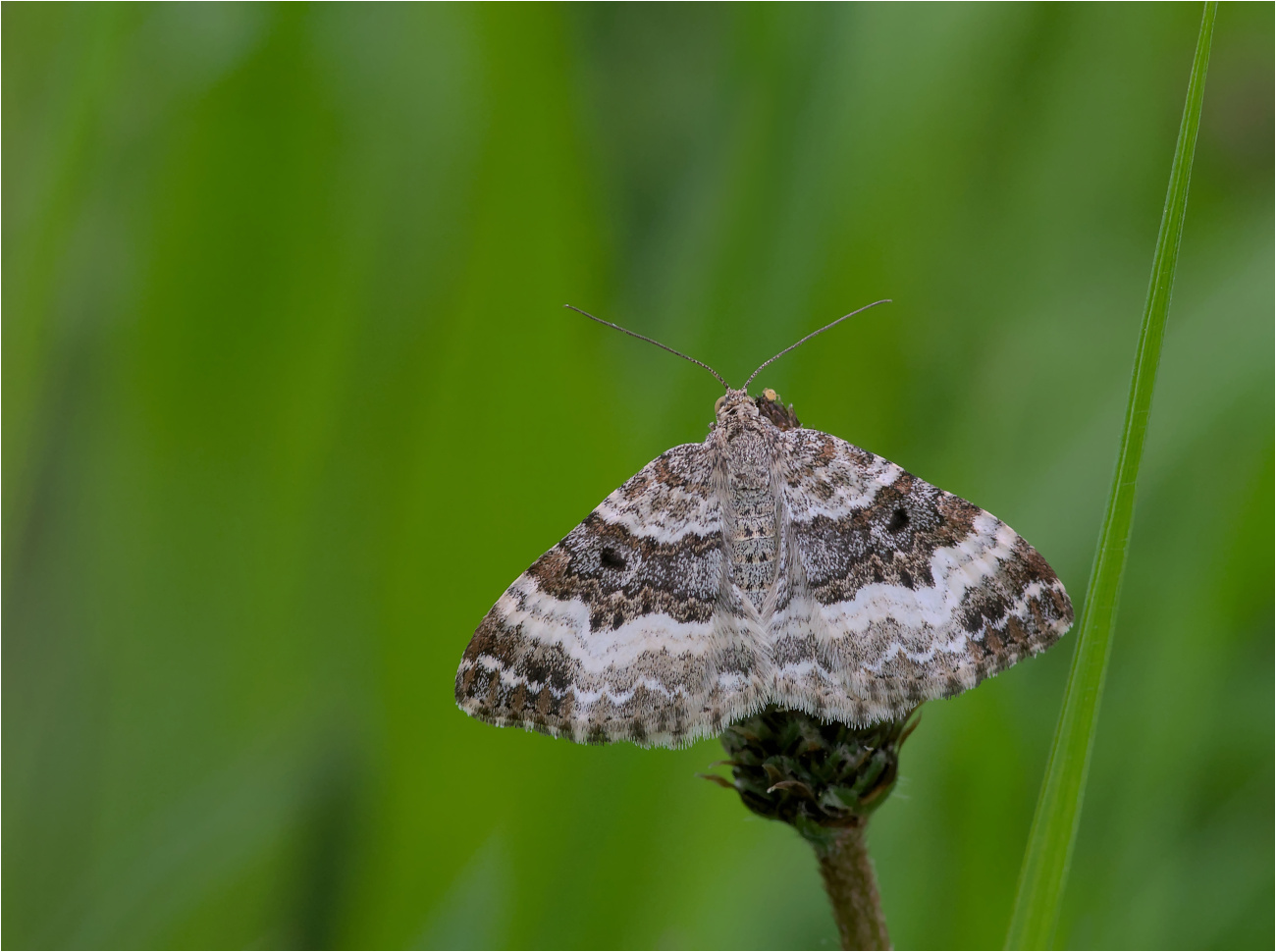 Graubinden-Labkrautspanner (Epirrhoe alternata)