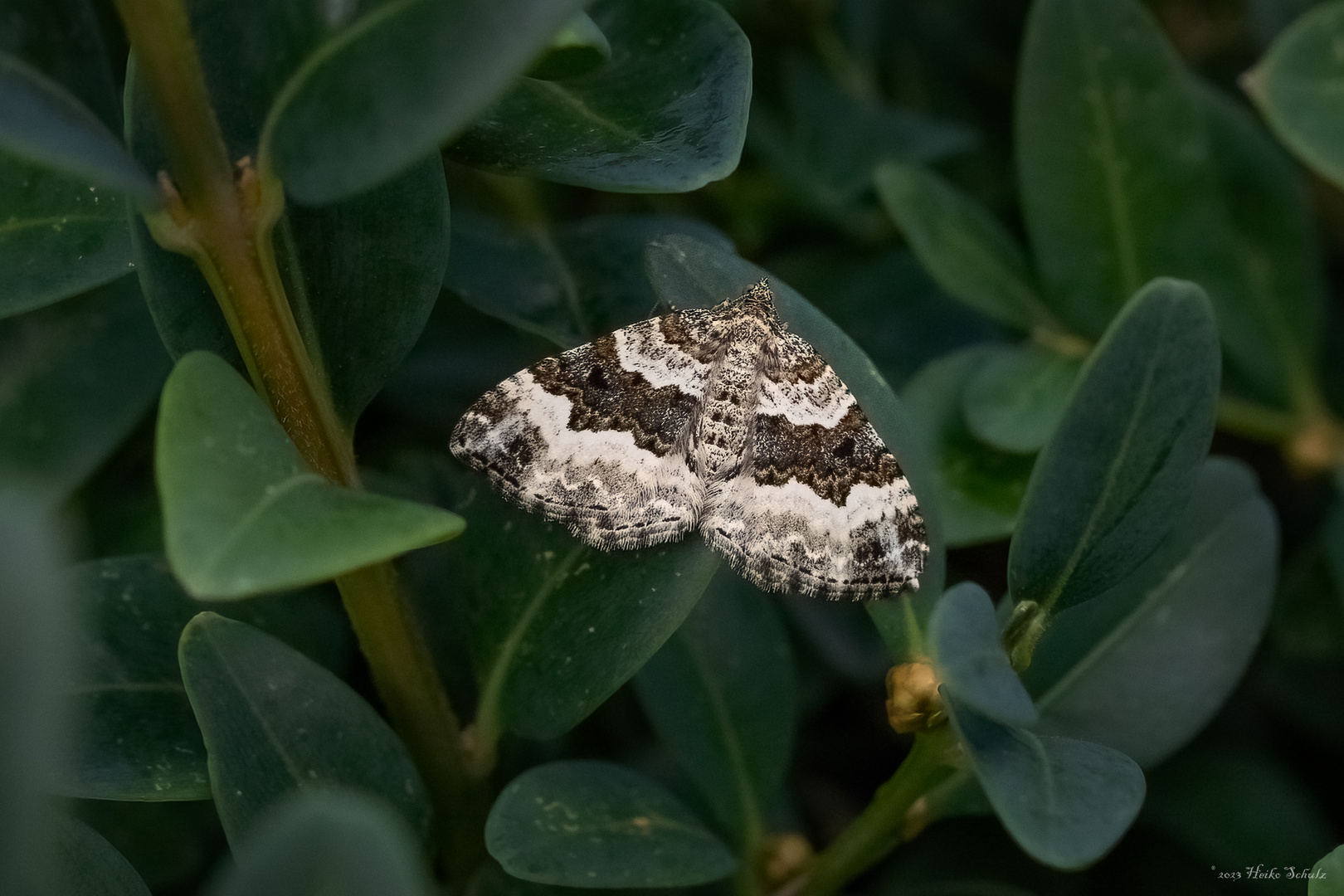 Graubinden-Labkrautspanner - Epirrhoe alternata