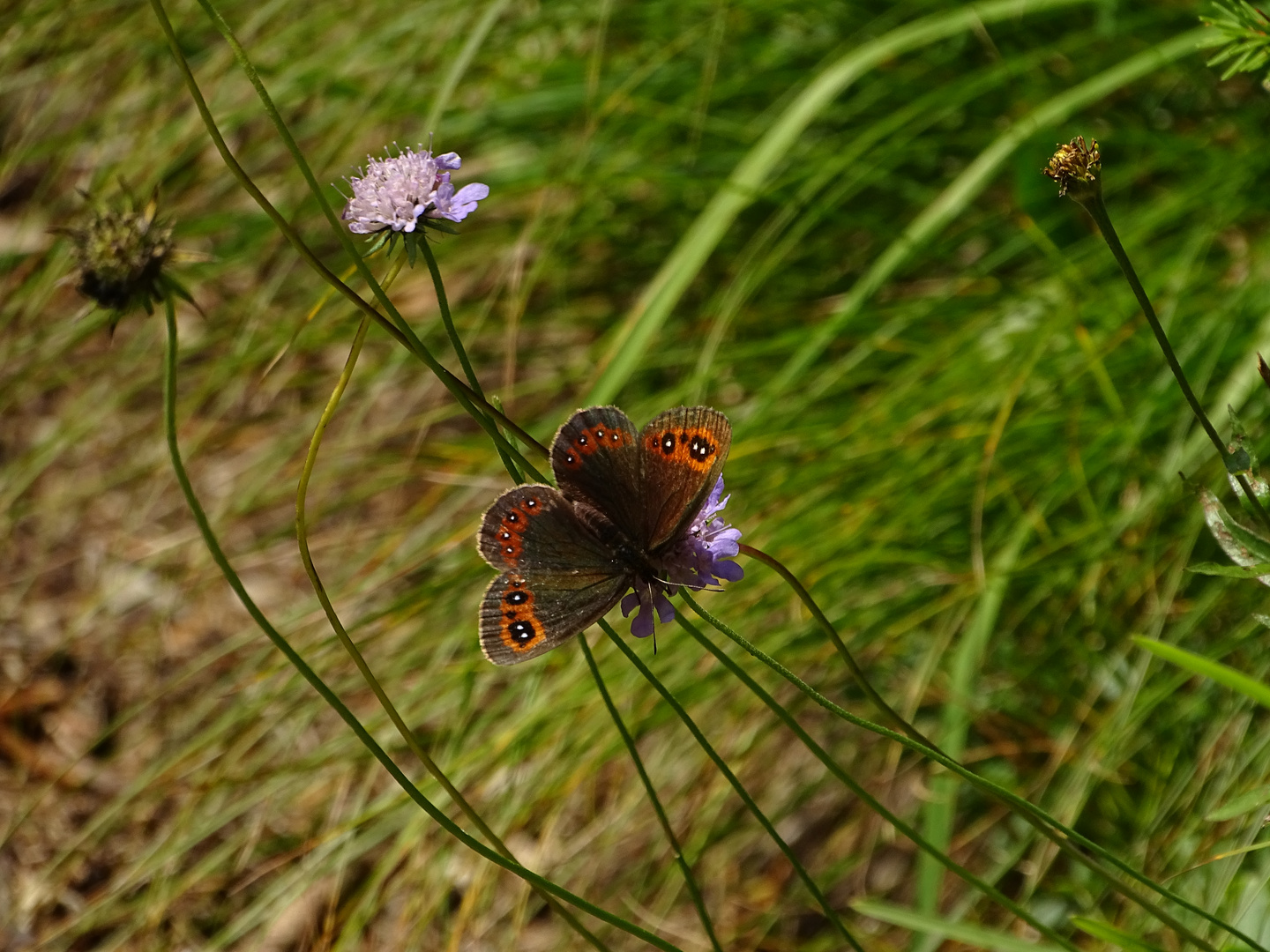 Graubindigen Mohrenfalter auf lila Blüte