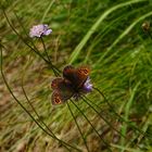 Graubindigen Mohrenfalter auf lila Blüte