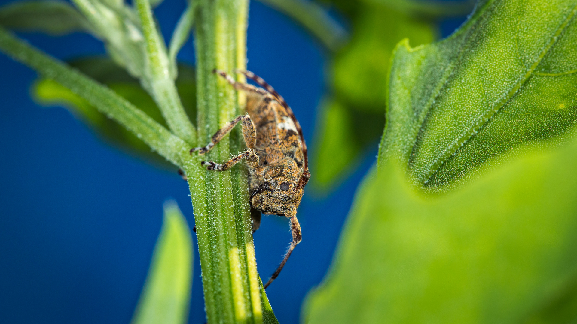 Graubindiger Augenfleckbock