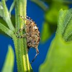 Graubindiger Augenfleckbock