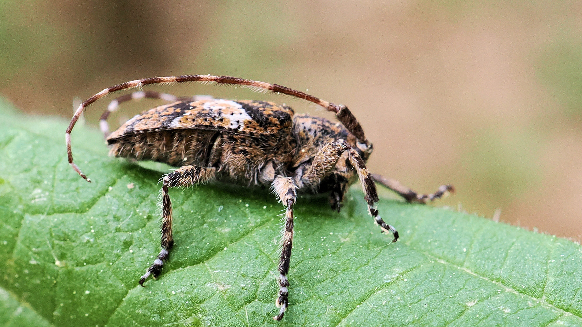 Graubindiger Augenfleckbock