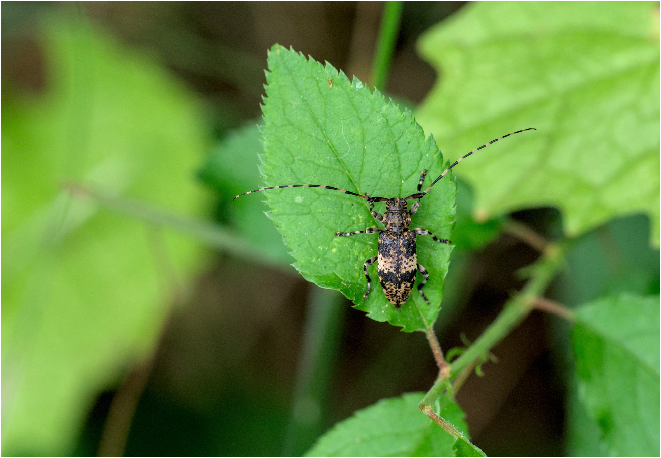 Graubindiger Augenfleckbock (Mesosa nebulosa)