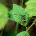 Graubindiger Augenfleckbock (Mesosa nebulosa)