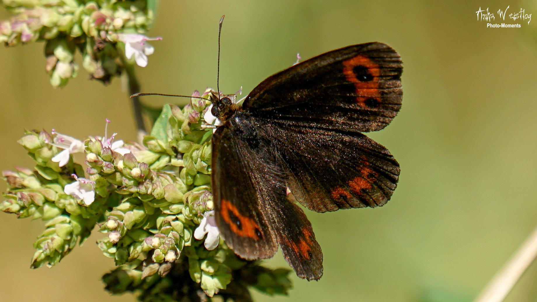 Graubindiger Mohrenfalter (Edelfalter) - Erebia aethiops