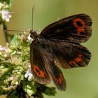 Graubindiger Mohrenfalter (Edelfalter) - Erebia aethiops