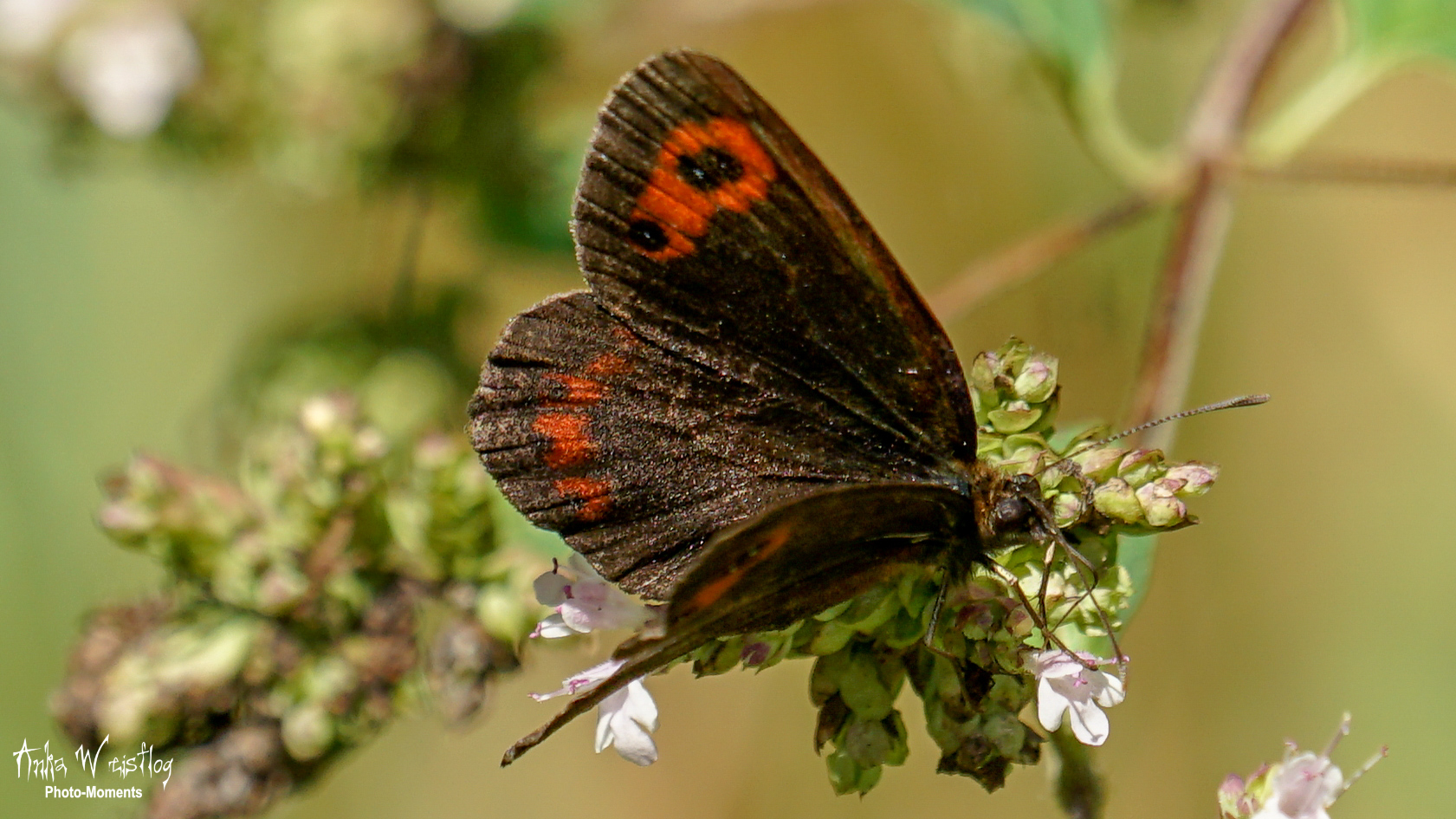 Graubindiger Mohrenfalter (Edelfalter) - Erebia aethiops