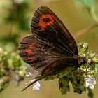 Graubindiger Mohrenfalter (Edelfalter) - Erebia aethiops