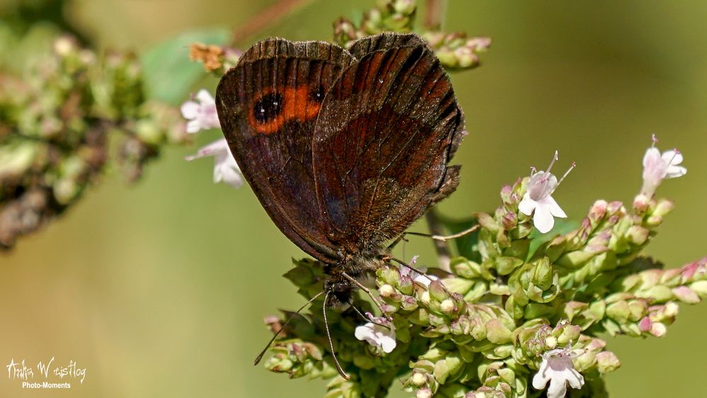 Graubindiger Mohrenfalter (Edelfalter) - Erebia aethiops