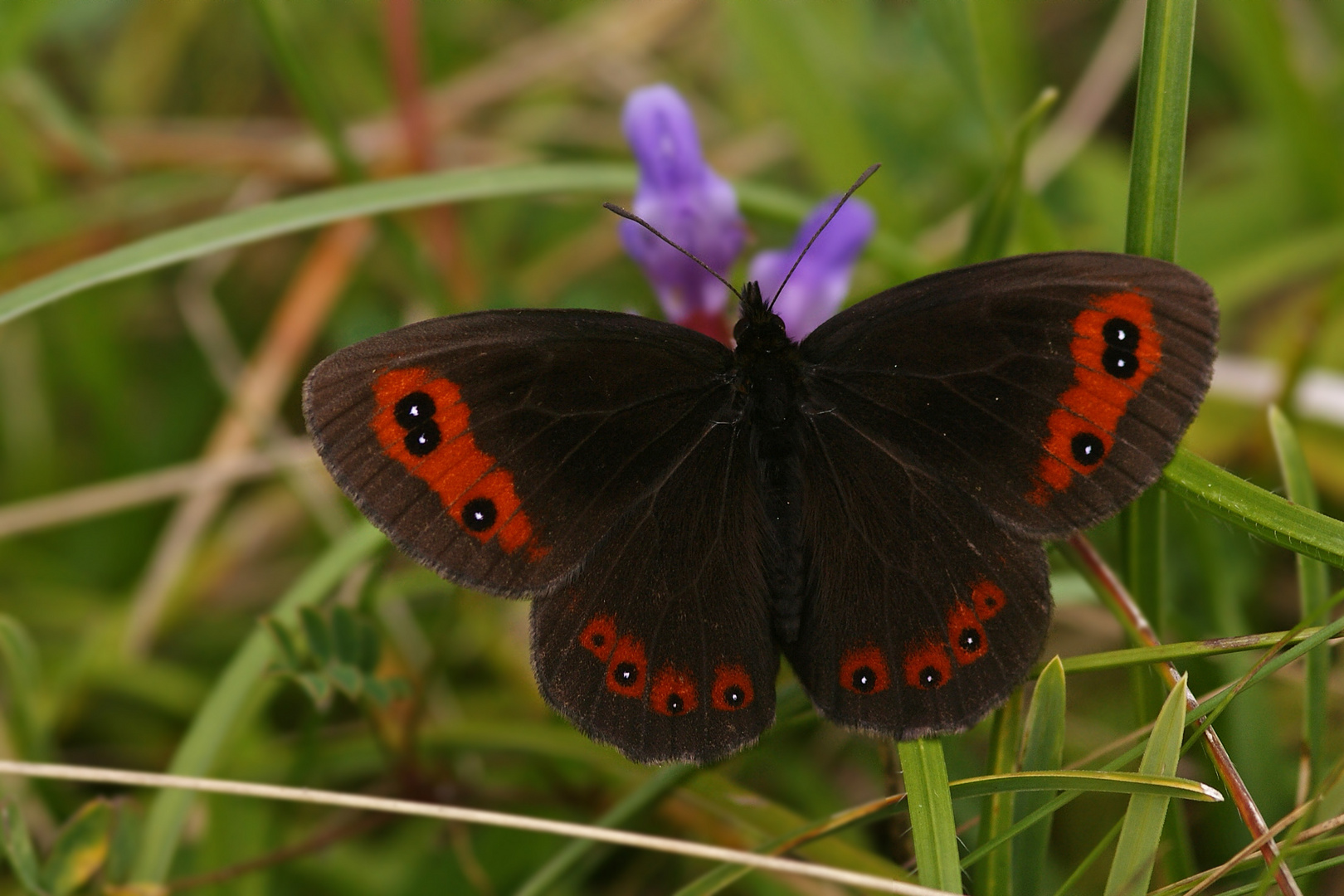 Graubindiger Mohrenfalter (Erebia aethiops)