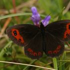 Graubindiger Mohrenfalter (Erebia aethiops)