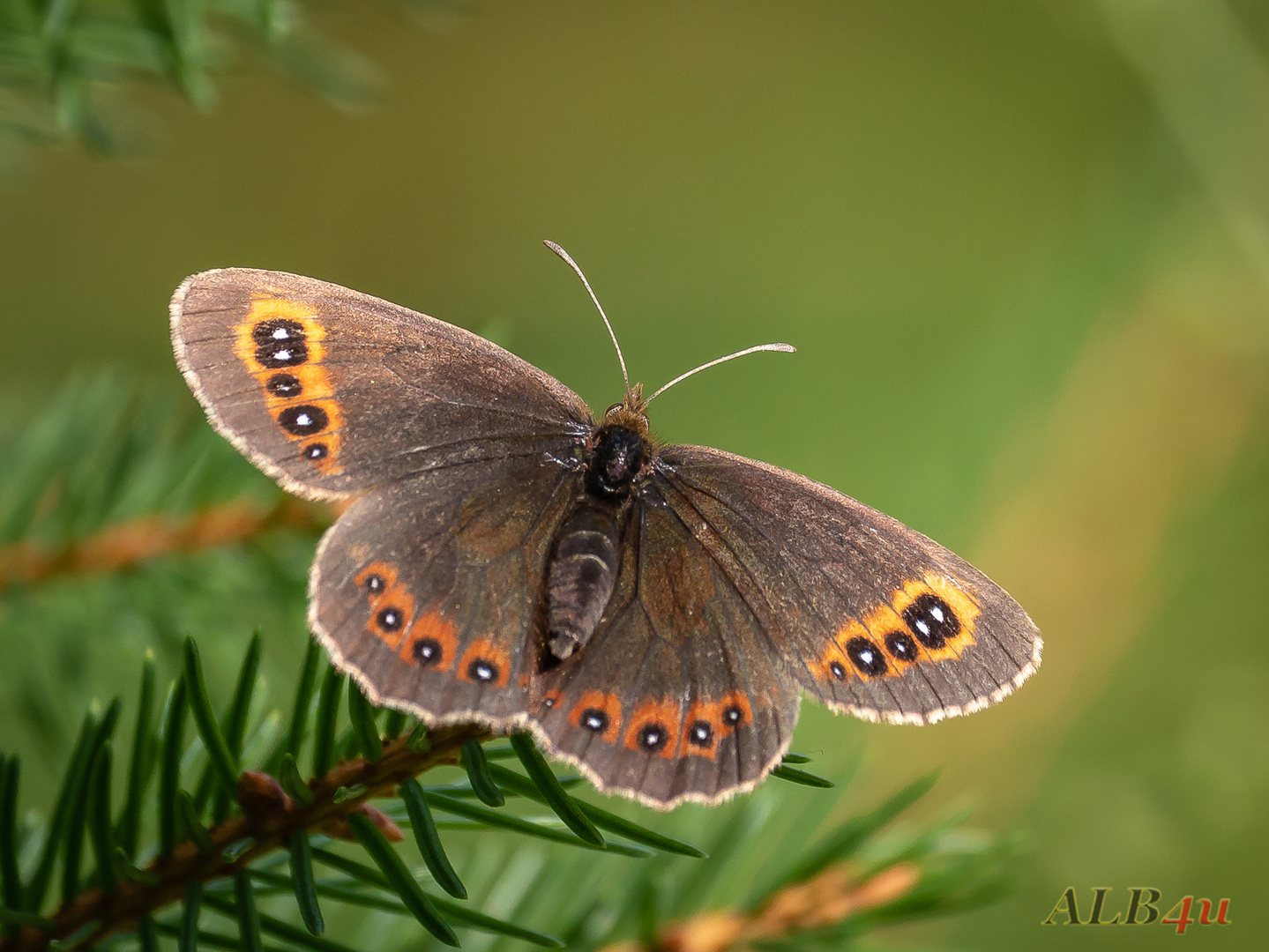 Graubindiger Mohrenfalter (Erebia aethiops)