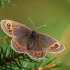 Graubindiger Mohrenfalter (Erebia aethiops)