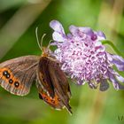 Graubindiger Mohrenfalter (Erebia aethiops)