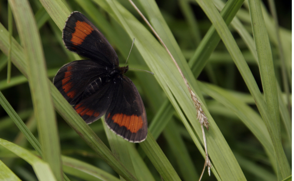 " Graubindiger Mohrenfalter " ( Erebia aethiops )