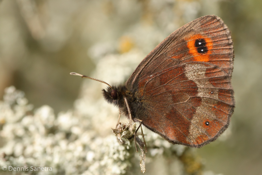 Graubindiger Mohrenfalter (Erebia aethiops)