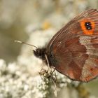 Graubindiger Mohrenfalter (Erebia aethiops)