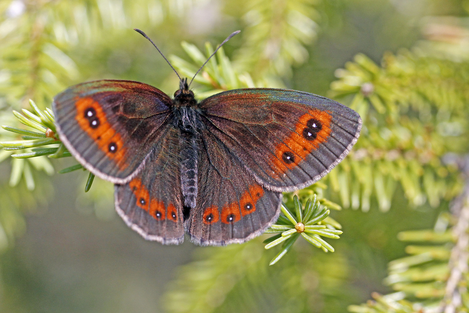 Graubindiger Mohrenfalter (Erebia aethiops)