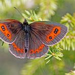 Graubindiger Mohrenfalter (Erebia aethiops)