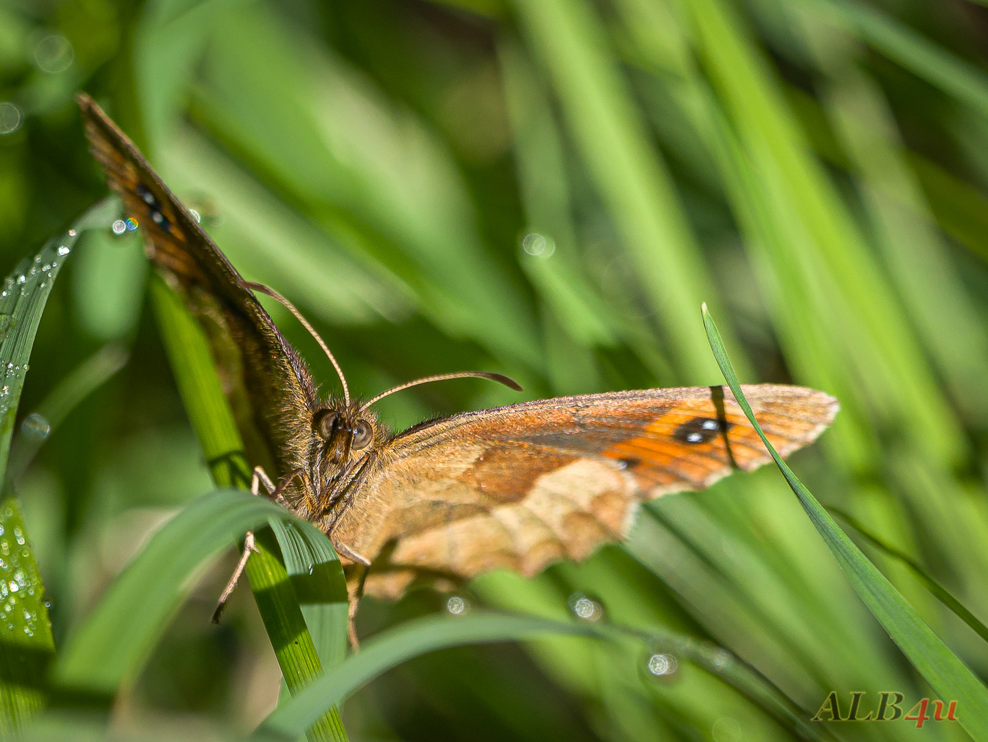 Graubindiger Mohrenfalter (Erebia aethiops)