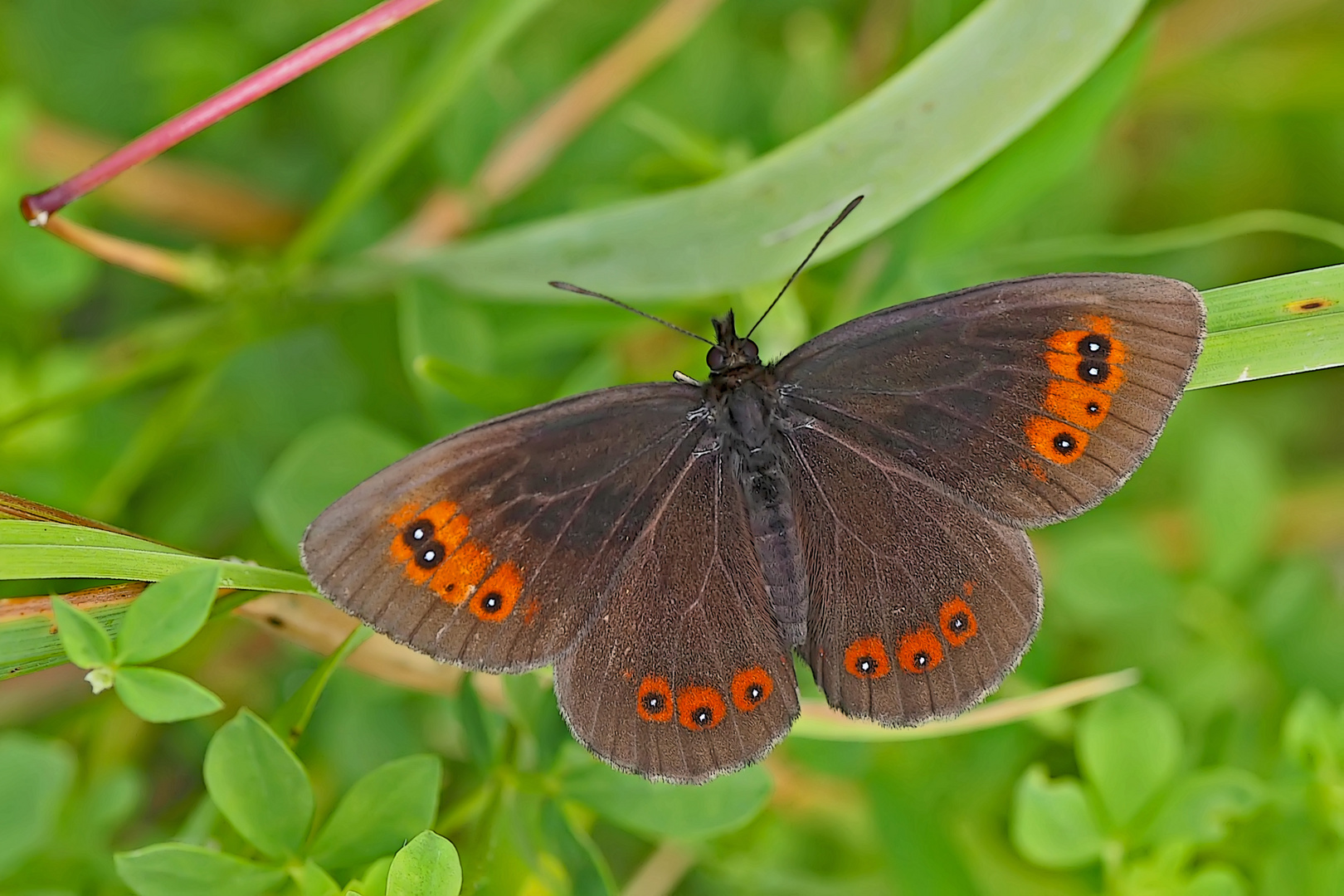 Graubindiger Mohrenfalter (Erebia aethiops) - Le Moiré sylvicole.