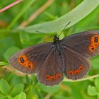 Graubindiger Mohrenfalter (Erebia aethiops) - Le Moiré sylvicole.