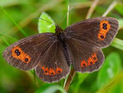 Graubindiger Mohrenfalter ( erebia arthiops )