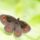 Graubindiger Mohrenkopf - Erebia aethiops