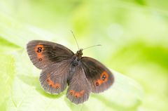 Graubindiger Mohrenkopf - Erebia aethiops