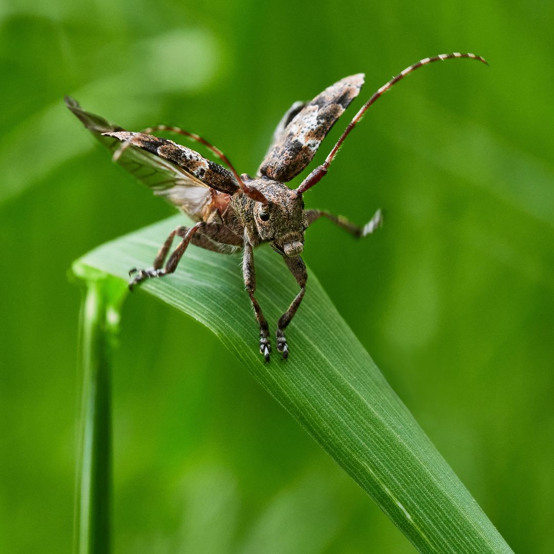 Graubindiger_Augenfleckbock