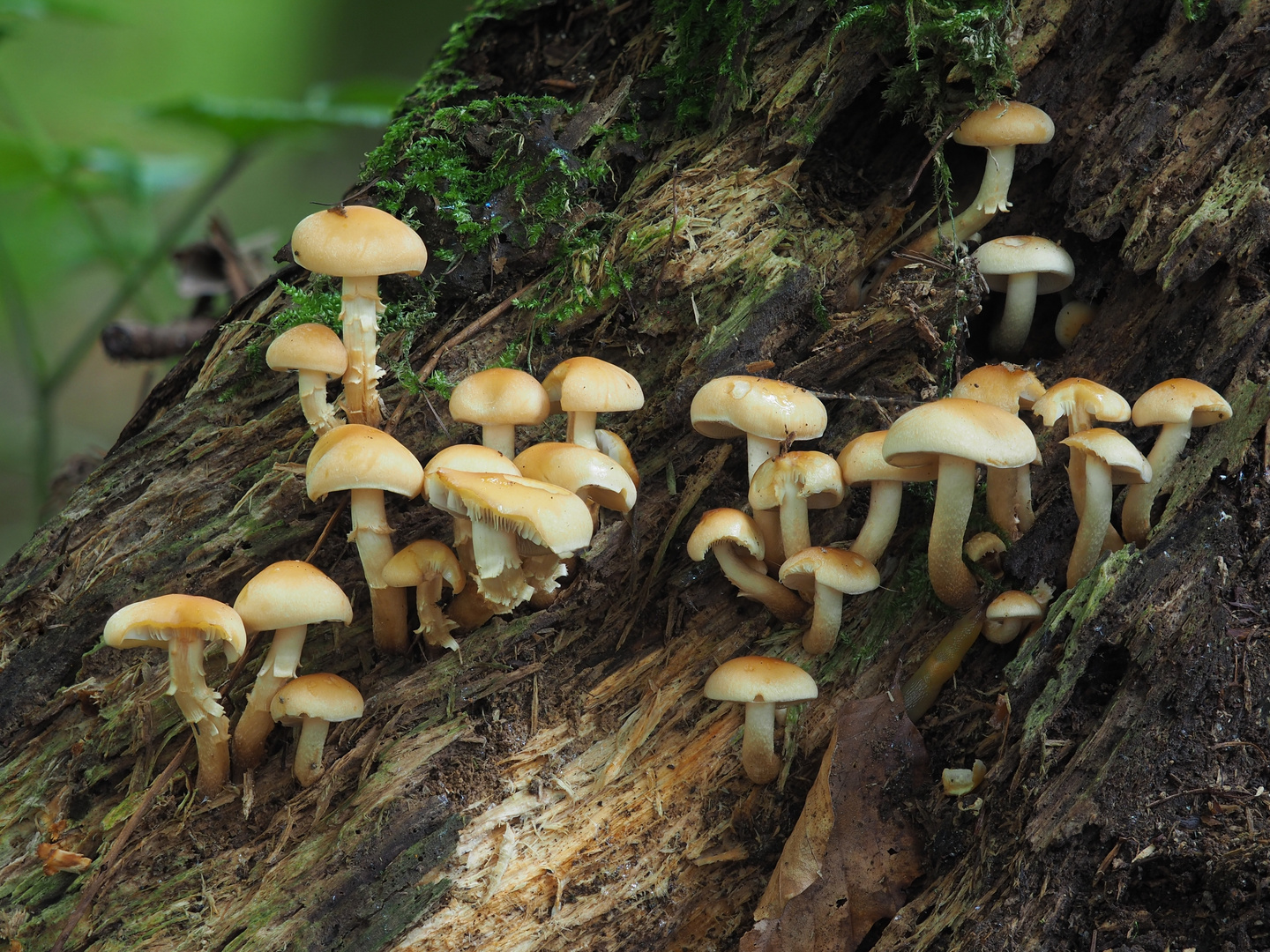 Graublättrige oder Rauchblättrige Schwefelköpfe (Hypholoma capnoides)