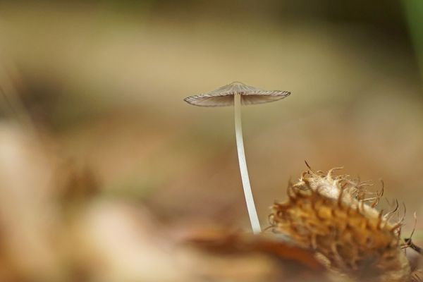 Graublättriger Zwerg-Tintling
