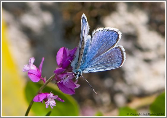 Graublauer Bläuling