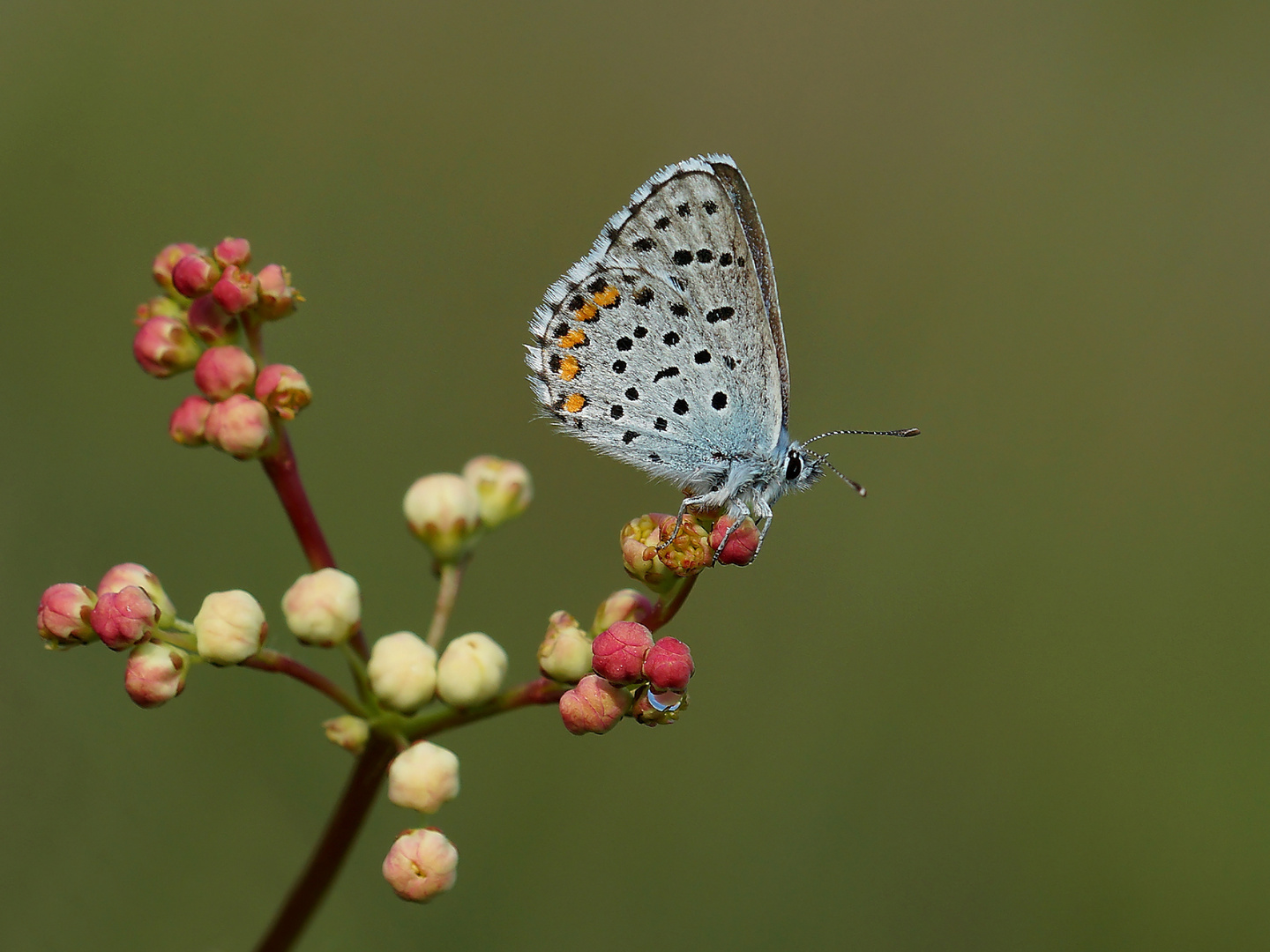 Graublauer Bläuling (Pseudophilotes baton)