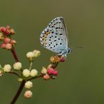 Graublauer Bläuling (Pseudophilotes baton)