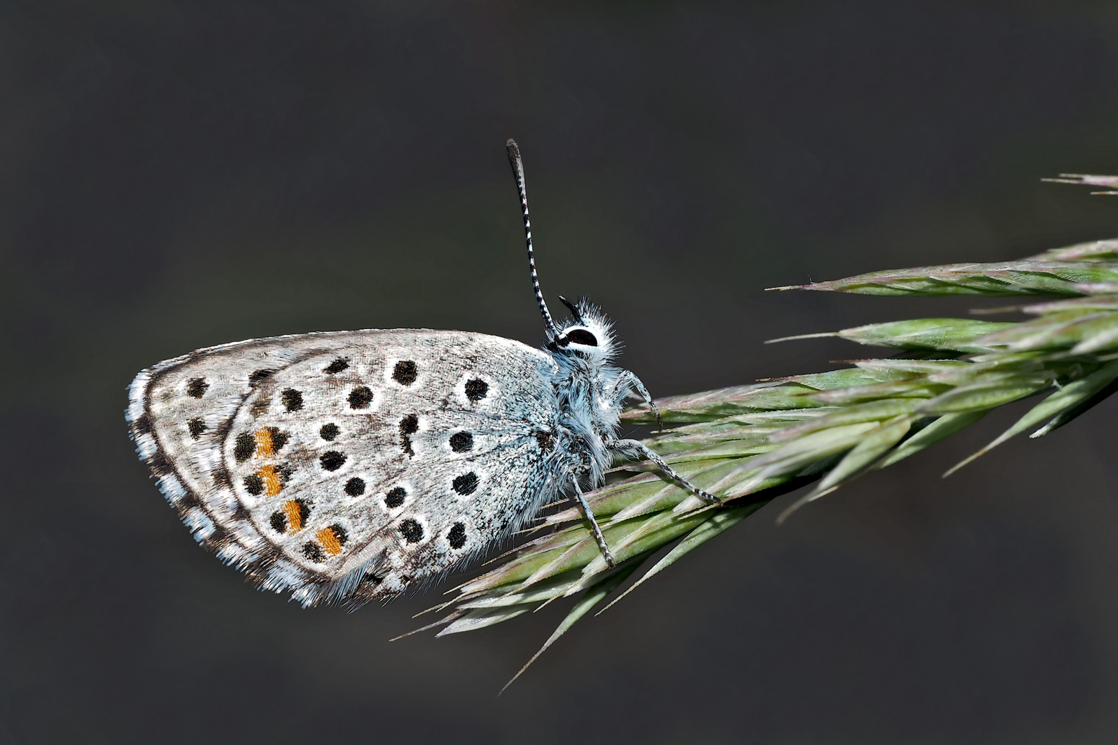 Graublauer Bläuling (Pseudophilotes baton) - Azuré de la sarriette.