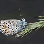 Graublauer Bläuling (Pseudophilotes baton) - Azuré de la sarriette.