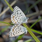 Graublauer Bläuling (Pseudophilotes baton) - L'Azuré de la sarriette ou du thym...