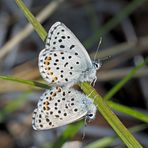 Graublauer Bläuling (Pseudophilotes baton) - L'Azuré de la sarriette ou du thym...